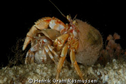 Dont Leave me - a pair of affectionate Hermit Crabs - sho... by Henrik Gram Rasmussen 